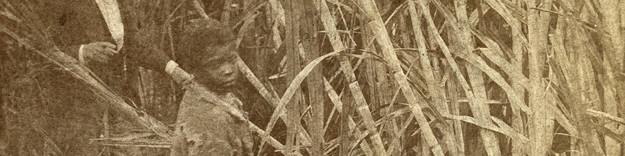 Sugar Cane